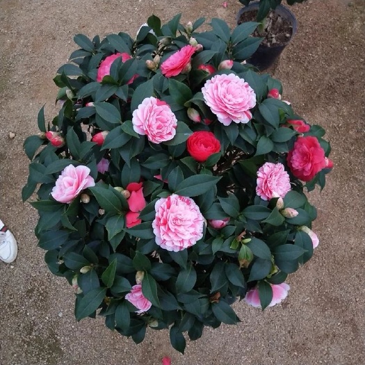 平邑县五色赤丹 30~50cm