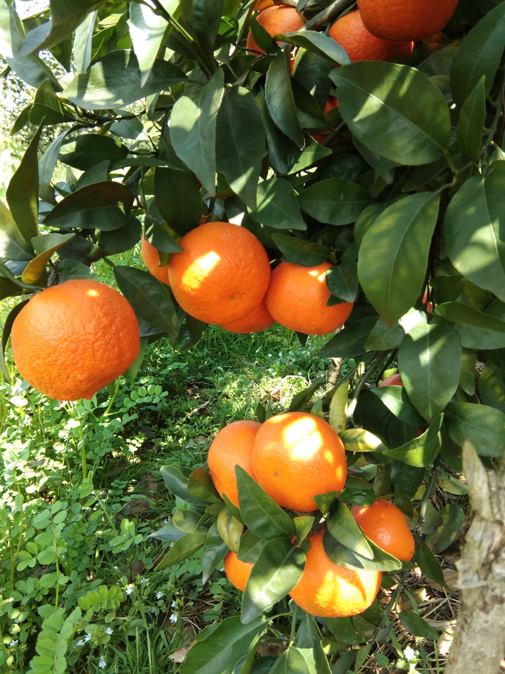 沃柑 6.5 - 7cm 2 - 3两 