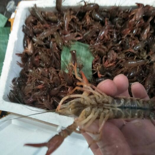 兴化市青红虾 4-6钱 人工养殖