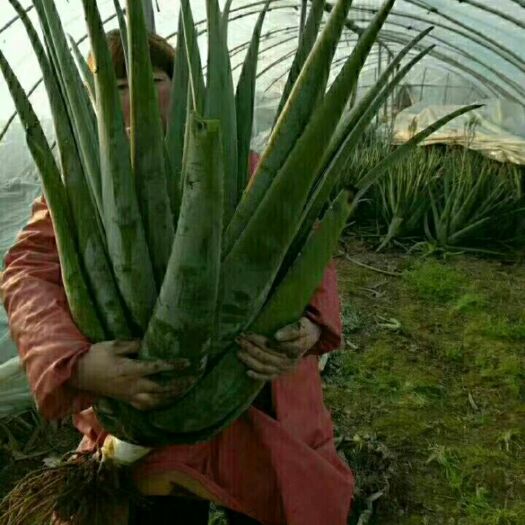 西安 库拉索美容大芦荟，胶质好，价格优，欢迎惠顾。