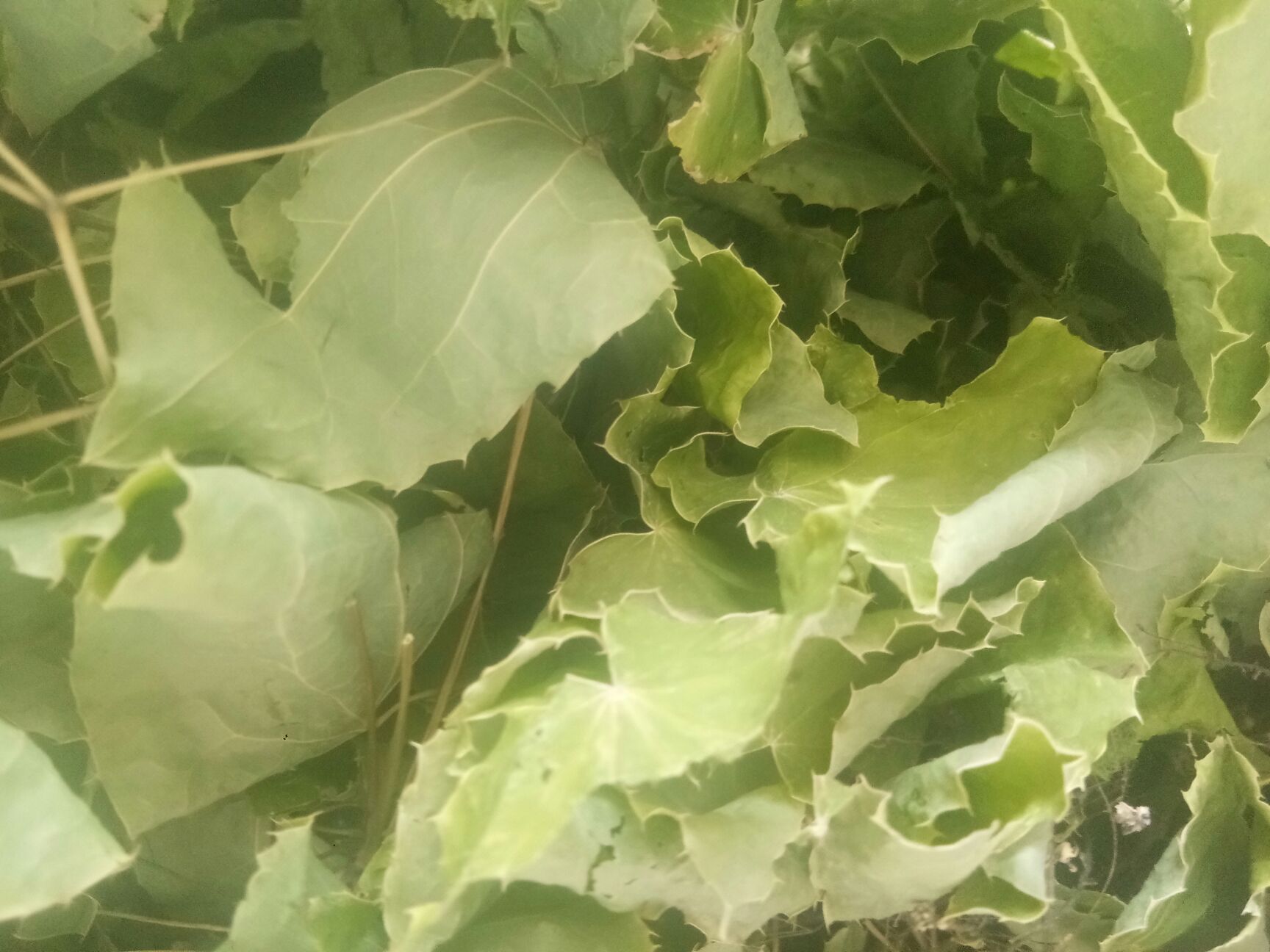 甘肃高含量淫羊藿