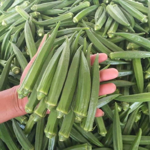 石家庄水果秋葵 10 - 12cm 