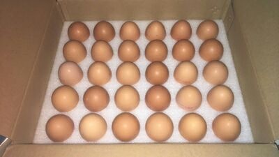 睢宁县土鸡蛋 食用 箱装 