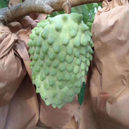 南宁释迦果苗  嫁接苗 凤梨释迦