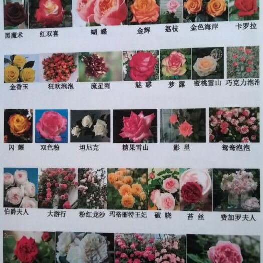 重庆市 大花月季切花月季盆栽