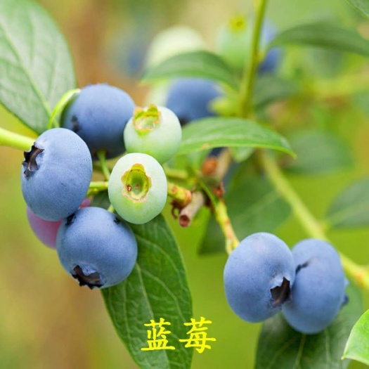 泰安兔眼蓝莓苗 