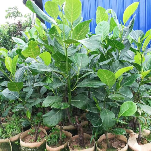 灵山县马来西亚一号菠萝蜜苗 
