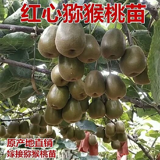 灵山县绿心猕猴桃苗 嫁接苗