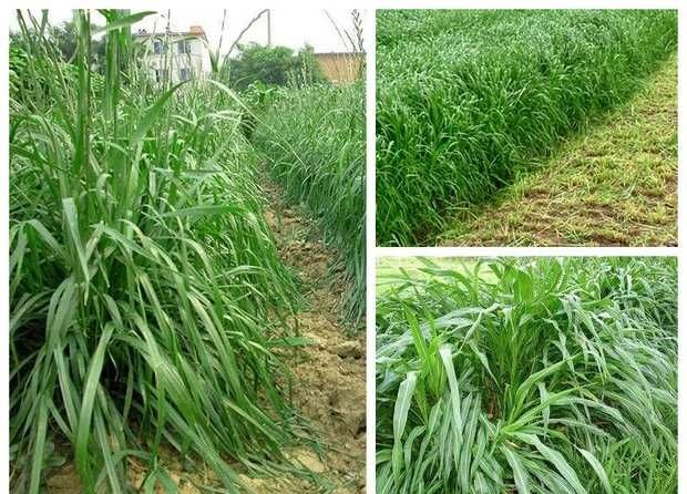郓城县黑麦草种子  送种植资料确保种植成功
