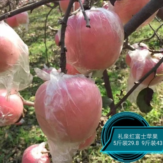 咸阳红富士苹果 80mm以上 片红 纸+膜袋