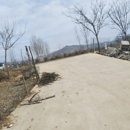 兰陵县丹参 