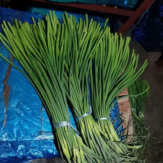 射阳县蒜苔 江苏省盐城市射阳县