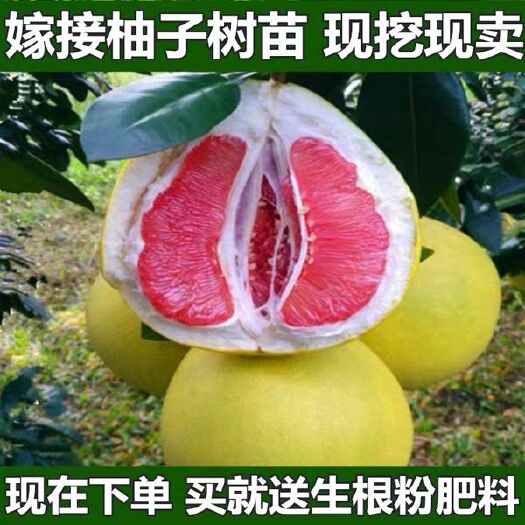 红肉蜜柚苗 柚子树苗盆栽地栽南北方均可种植包成活包结果