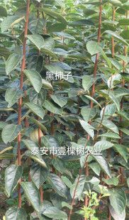 黑柿苗 