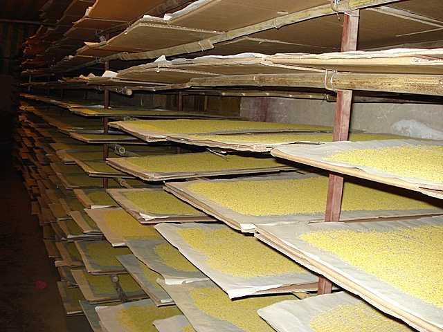 活性花粉  梨花粉 厂家长期供应授粉用活性提高座果率人工授粉用花粉