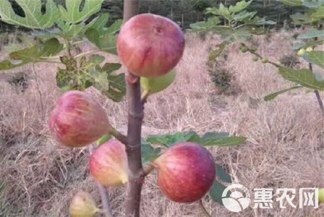 波姬红无花果苗 