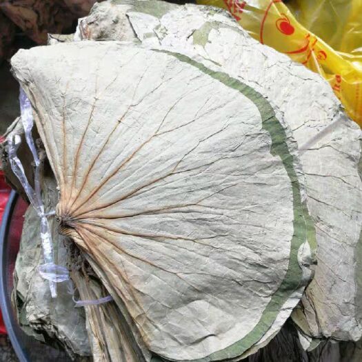 瑞金市荷叶  江西荷叶，清香扑鼻，