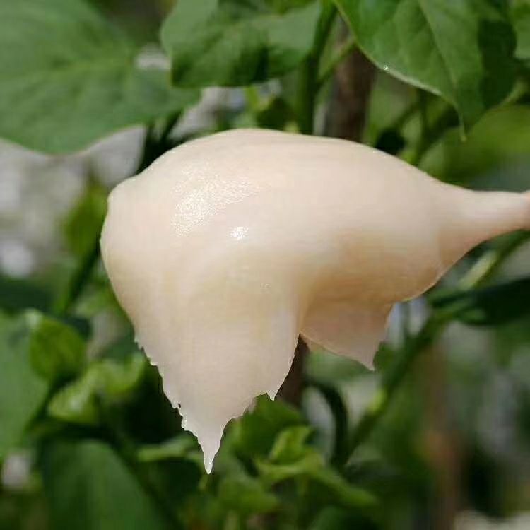 土蜂蜜 塑料瓶装 2年以上  