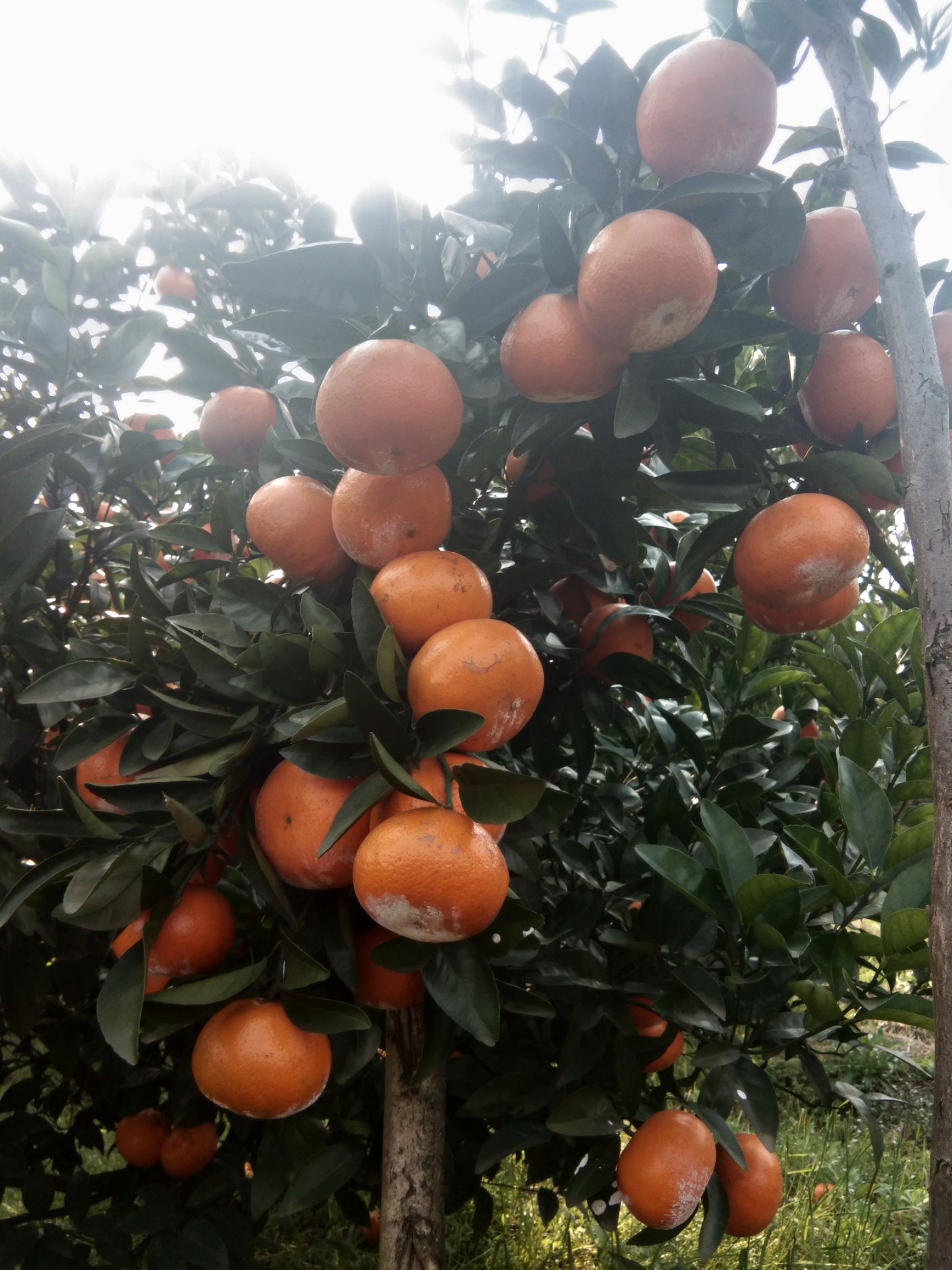 沃柑 6.5 - 7cm 2 - 3两 