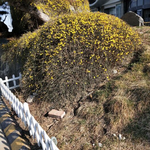 沭阳县迎春花 