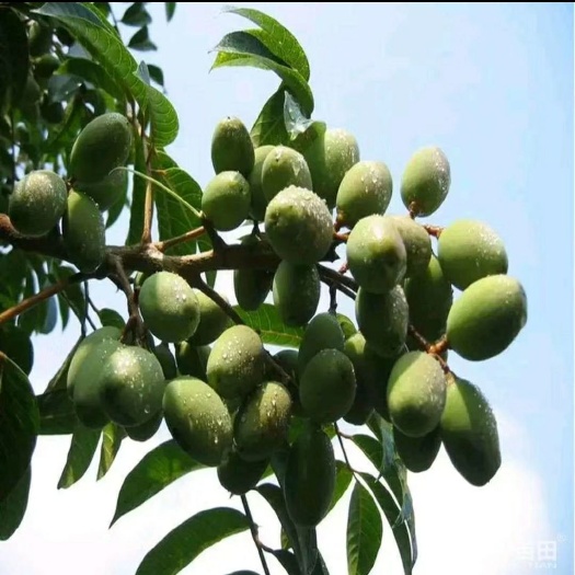 灵山县黄橄榄苗 