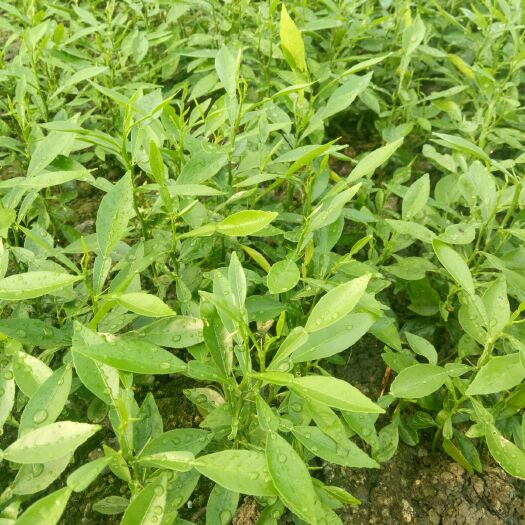 简阳市香橙苗 0.5米以下 种子