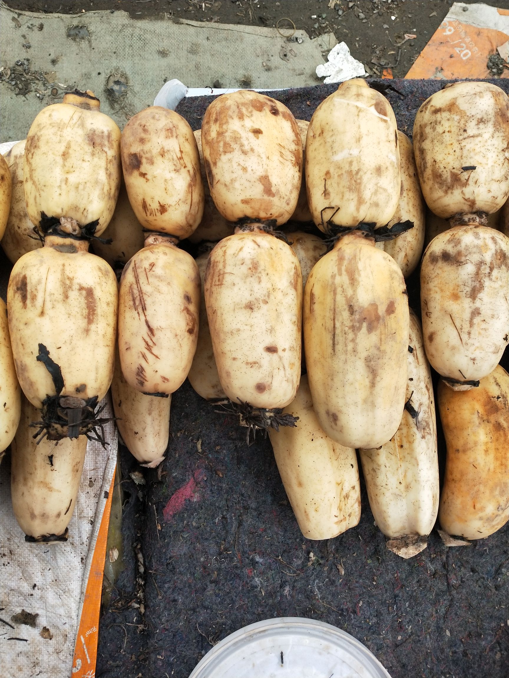 粉莲藕 25~30cm 11-13cm 