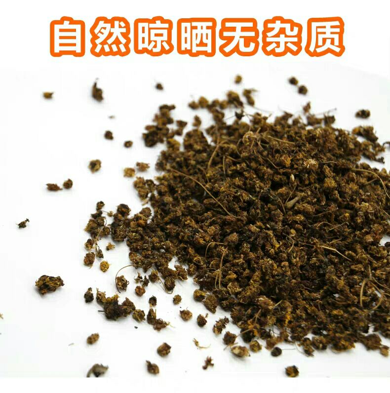 干野菊花  秦岭野菊花清肝明目