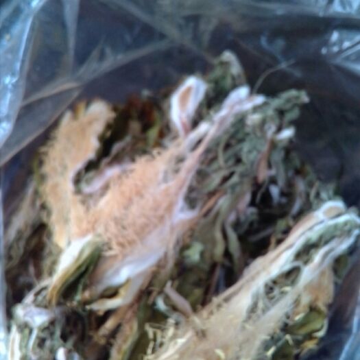 广州霸王花 