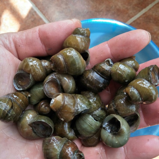 兴化市 螺蛳干净，壳薄肉满欢迎要螺蛳的朋友联系我。