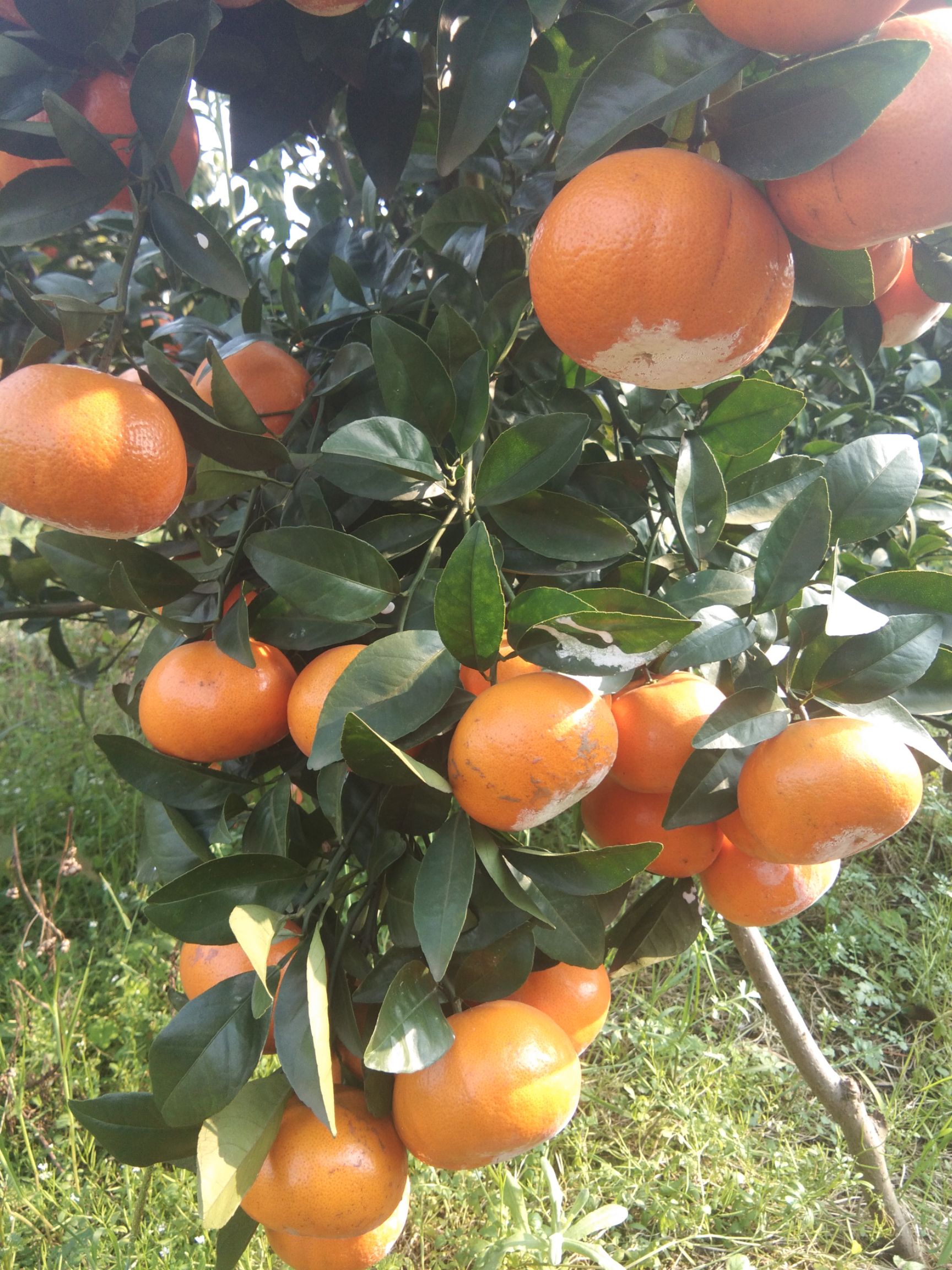 沃柑 6.5 - 7cm 2 - 3两 