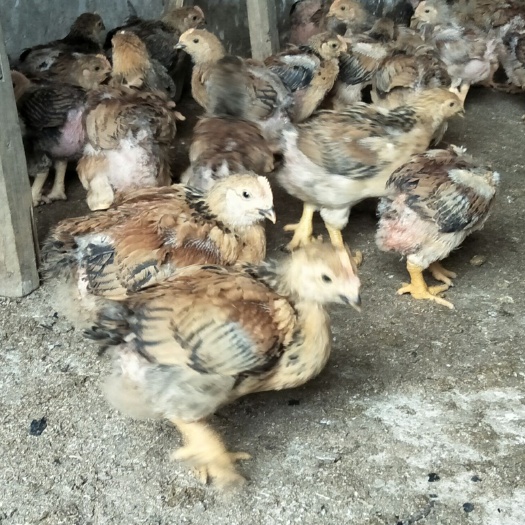 阳山县K9麻黄鸡苗 