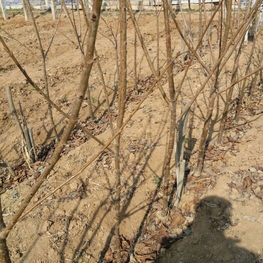 莱州市俄罗斯8号樱桃苗 