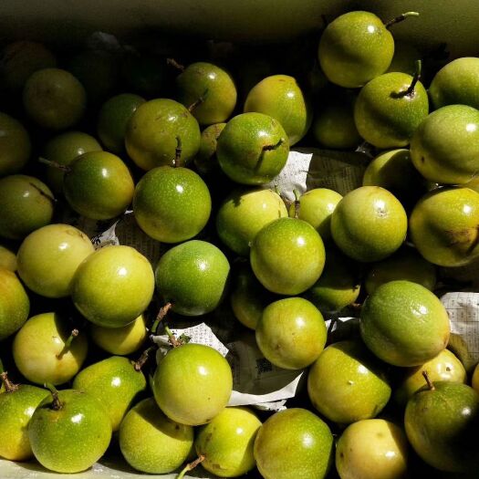 北流市黄金百香果 广西北流大果5斤包邮