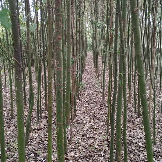 孝昌县小叶樟 