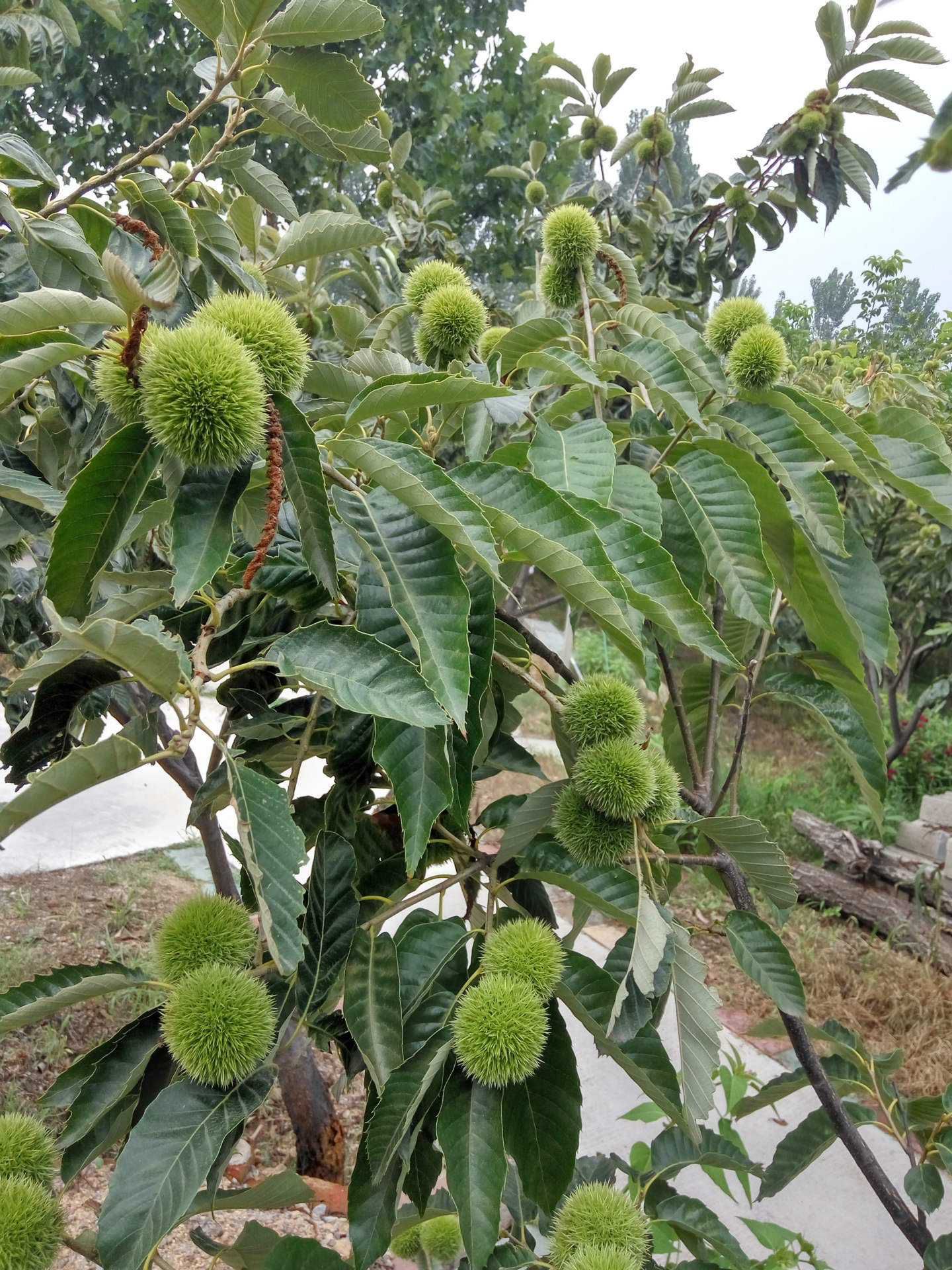 大红袍板栗苗 嫁接苗 05米以下