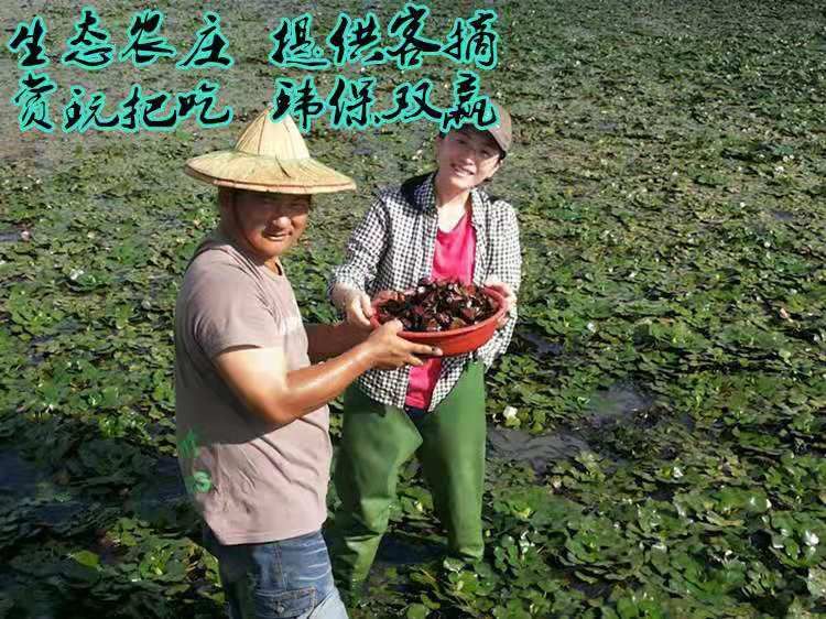 野菱角 四角菱 