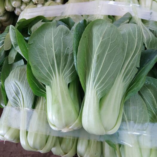 邯郸北方小油菜 2~3两 