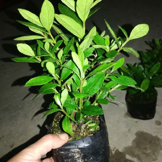 佛山毛杜鹃 0.5米以下