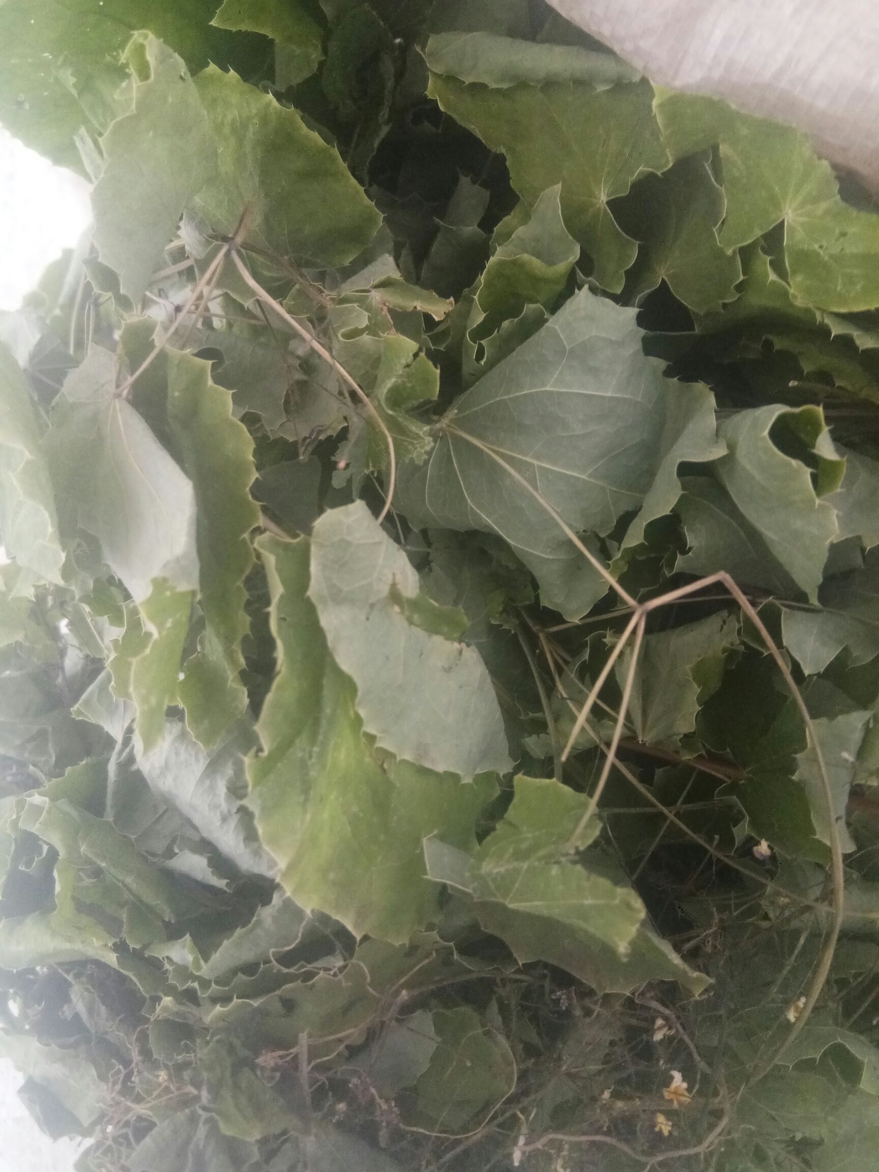 甘肃高含量淫羊藿