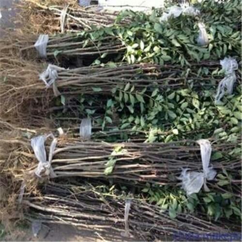 绛县大红袍花椒苗 