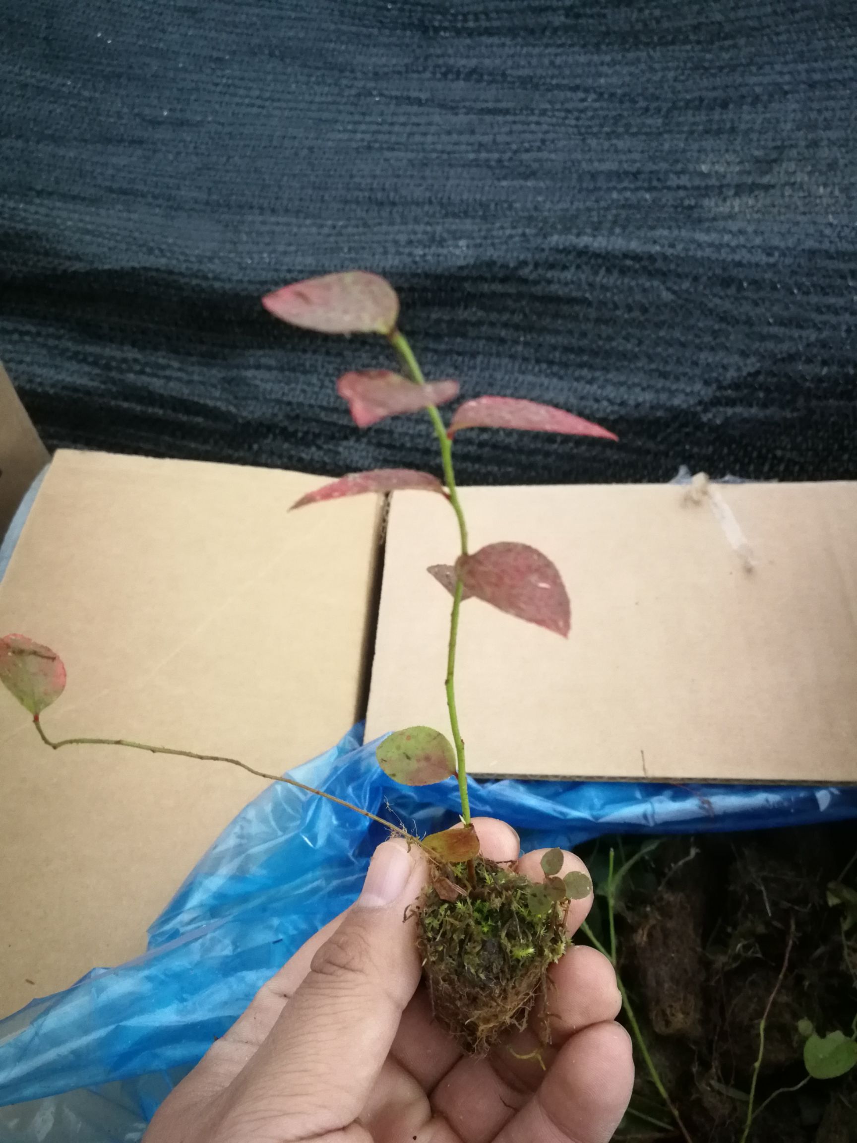 南高丛蓝莓苗 