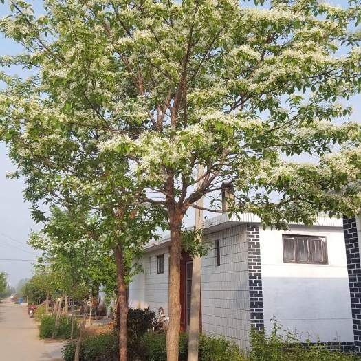流苏树  苗 1—25公分