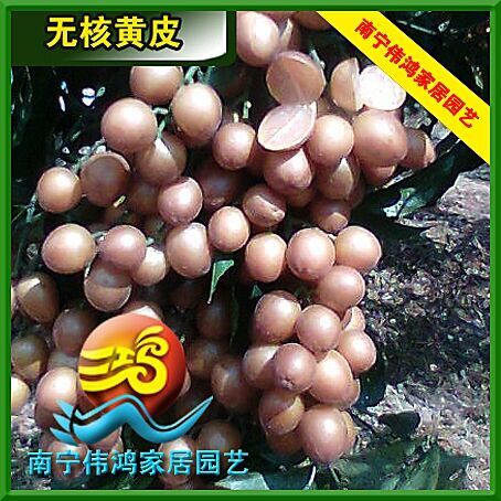 灵山县无核黄皮果苗