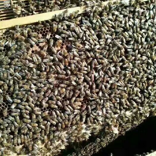 西安土蜂蜜 塑料瓶装 2年 95%以上 