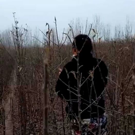 昌黎县寒富苹果树苗 1~1.5米 