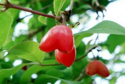 沂源县杈杷果苗