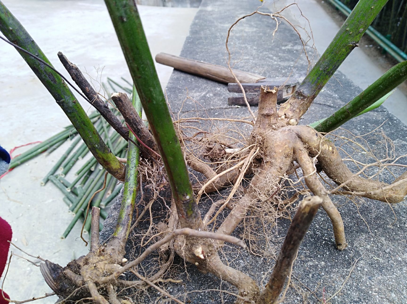 掌叶覆盆子苗