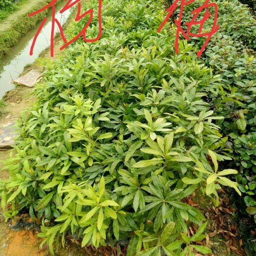 广州南方杨梅 