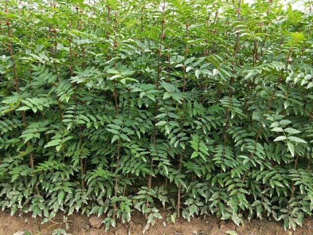 绛县 花椒苗，黄盖花椒苗